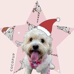 Luna the Cavachon ๐ถ Luna the Cavachon ๐ถ
