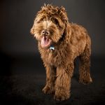 Boef the Labradoodle