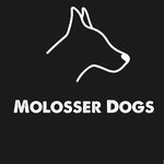 Molosser Dogs