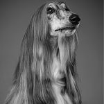 Moses the Afghanhound