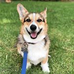 Bandit The Corgi