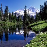 Mt. Rainier Visitor Assoc