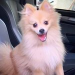 🦊 Bembê 🦊 Bembê
