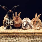 myhousebunnies