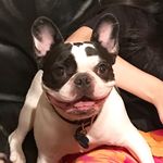 Myles the French Bulldog