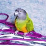 Tango The Senegal Parrot