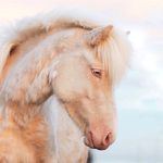 ♡ICELANDIC HORSES♡