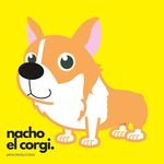 Nacho el Corgi