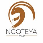 Ngoteya Wild