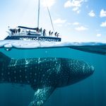 Ningaloo Discovery