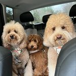 The Three Goldendoodles