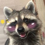 raccoon queen raccoon queen
