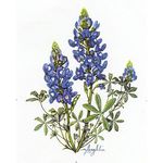 Native Plant Society of Texas