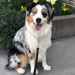 Oakley the Australian Shepherd