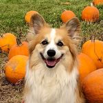 Odie The Fluffy Corgi