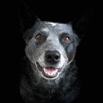 AUSTRALIAN CATTLE DOG