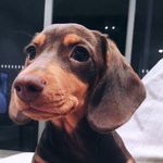 Ollie the Mini Dachshund