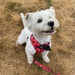 Ollie The Westie