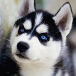 HuskyPics