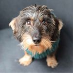 Opa the Wire-haired dachshund