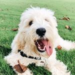 Opie the Goldendoodle