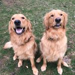 Opie and Scout the Goldens 🐶