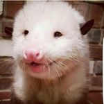 Opie Opossum