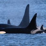 Orca Conservancy