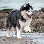 Husky with 2 ragdoll sisters