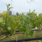 organik salamura asma  yaprağı