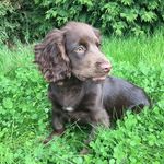 Oscar Cocker Spaniel