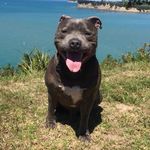 Oscar the Blue Staffy