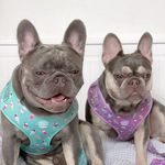 Oscar & Nala Two Frenchies