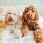 Otis & Rosie | Goldendoodles