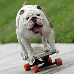 Otto Bulldog Skater