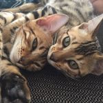 Our beautiful Bengal cats