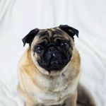 Pablo The Pug