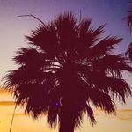 Palm Trees Of Austin