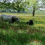 The Pastures of Rose Creek