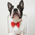 Boston Terrier Rescue