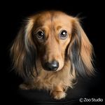 For the 🖤 of Doxies!