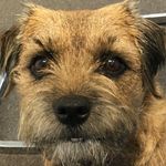 Aussie Border Terrier