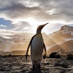 Penguins on Insta