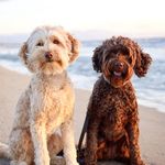 Penny & Maisie | Labradoodles