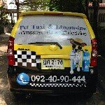 เพ็ทซี่ ลีโม่ taxi for pet