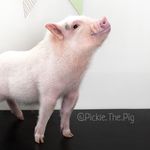 Pickle The Pig