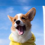 Pino.the.Corgi