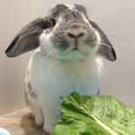 Pippa the Bunny 🐰