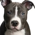 Pit Bull