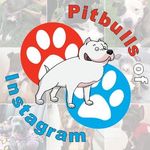 Pitbulls Of Instagram